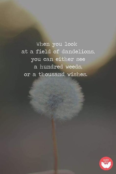 #quote #inspiration #motivation #beblessedhealthandfitness Dandelion Quotes, Dandelion Wish, Wish Quotes, Make A Wish, Pretty Quotes, The Words, Great Quotes, Beautiful Words, Cool Words