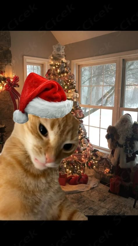 Orange Cat Christmas Wallpaper, Christmas Pfp Funny, Christmas Cat Memes, Christmas Cat Wallpaper, Pdp Tiktok, Cat Advent Calendar, Christmas Profile Pictures, Grumpy Cat Christmas, Christmas Wallpaper Ipad