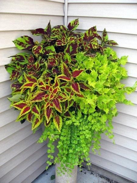 coleus arrangement I would like replicate in my front garden. Flower Pot Ideas, Porch Flowers, Garden Obelisk, Container Garden Design, Container Gardening Flowers, Flower Pots Outdoor, Container Ideas, Pot Ideas, Garden Containers