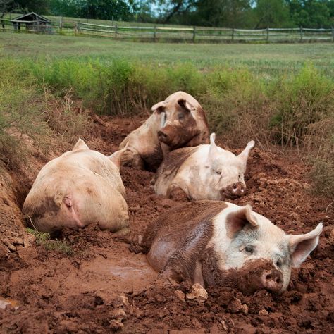 Yorkshire pigs at an animal sanctuary...Makes my heart happy! Pig In Mud, Pig Breeds, Pig Pictures, Happy Pig, Animals Farm, Petting Zoo, Chainsaw Carving, Animal Sanctuary, Cute Pigs