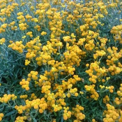 Chrysocephalum apiculatum – Geelong Native Plants Yellow Buttons Plant, Bush Garden, Australian Native Garden, African Plants, Backyard Plants, Front Garden Landscape, Dry Garden, Australian Native Plants, Farm Garden