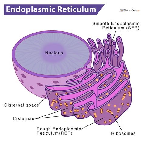 Endoplasmic Reticulum - Science Facts Endoplasmic Reticulum Notes, Cell Organelles Diagram, Endoplasmic Reticulum Drawing, Endoplasmic Reticulum Diagram, Smooth Endoplasmic Reticulum, Rough Endoplasmic Reticulum, Animal Cell Drawing, Animal Cell Structure, Cell Biology Notes