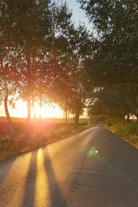 Sunset is causing sun rays to shine through the trees on an empty road. Nature Photography Flowers, Photography Flowers, Video Shoot, Mountain Sunset, Sun Rays, Sunset Sky, The Sunset, Beach Sunset, Cool Pictures