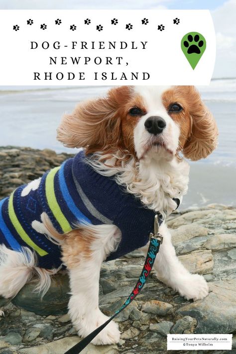 Dog-Friendly Newport, Rhode Island fall road trip. Check out all the fun dog-friendly things we did during our New England road trip.  #sponsored #DextersDestinations #RaisingYourPetsNaturally via @toledodog Newport Rhode Island Fall, Rhode Island Fall, Dog Friendly Stores, England Road Trip, Rhode Island Beaches, Dog Friendly Vacation, New England Road Trip, Fall Road Trip, Newport Rhode Island