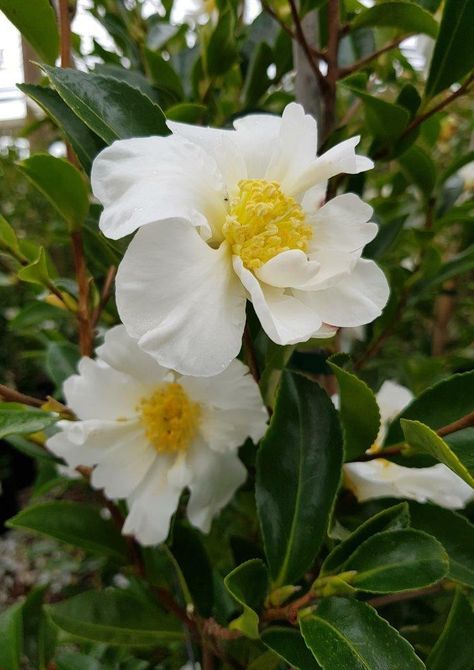 CAMELLIA Setsugekka - White Flowering Camellia Camellia Setsugekka, Camellia Hedge, Big Trees, Big Tree, Growing Tree, Heritage Collection, Deep Green, White Flower, Hedges