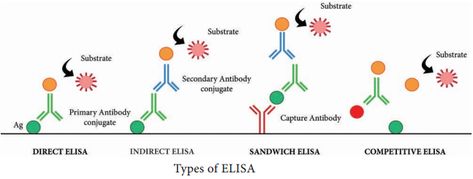 Antigen Antibody Reactions and its types | Working principle, Applications Antigen Antibody Reaction, Direct Method, Squamous Cell, Zika Virus, Immune Response, Microbiology, Research Paper