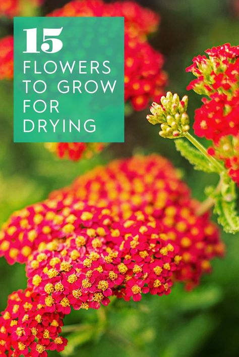 If you haven't seen them already, dried flowers are making a huge comeback in home decor. Creating your own dried flower arrangements is easy to do and can be inexpensive, especially when you grow the best flowers for drying yourself. These flowers will look gorgeous while they're growing in your garden and make colorful, long-lasting dried flowers, too. #gardenideas #gardening #gardenplants #bhg Flowers That Can Be Dried, Best Flowers For Drying, Best Dried Flowers, Flowers For Drying, English Lavender Plant, Gypsophila Elegans, Hardy Hydrangea, Dried Arrangements, Flowers To Grow