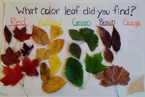 leaf sorting – Fun With Kids Leaf Exploration Preschool, Leaf Rubbing Preschool, Leaf Sorting Activity, Leaf Large Group Activities, Reggio Leaves Activities, Leaf Projects, Tree Study, Fall Lessons, Fall Preschool Activities