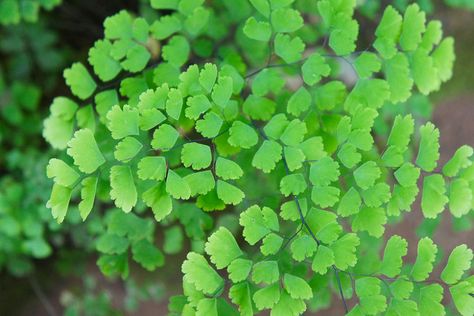 Evergreen Ferns, Deer Garden, Maidenhair Fern, Summer Flowering Bulbs, Plants To Grow, Best Plants, Fern Plant, Herbaceous Perennials, Traditional Garden