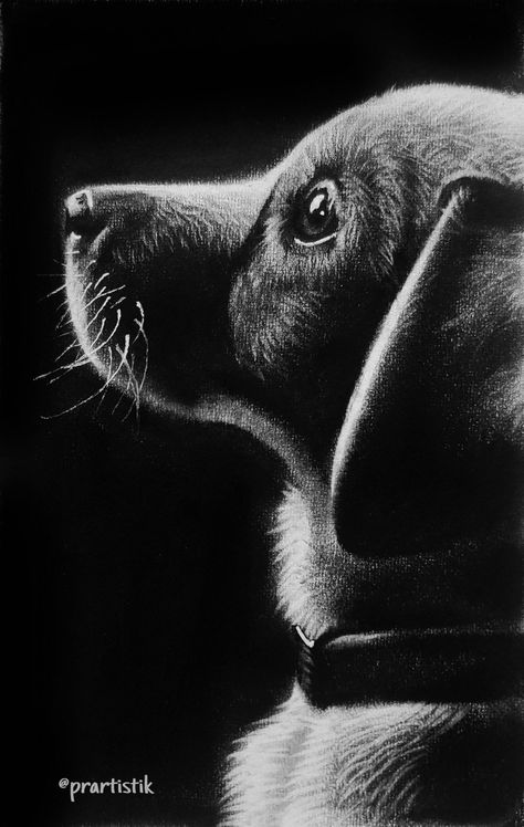 Glass Marking Pencil Art, Charcoal Art Animals, White Charcoal Drawing On Black Paper, White Pencil Drawing On Black Paper, White Charcoal Drawings, Charcoal Pencil Sketches, Charcoal Art Easy, White On Black Drawing, White Charcoal Drawing