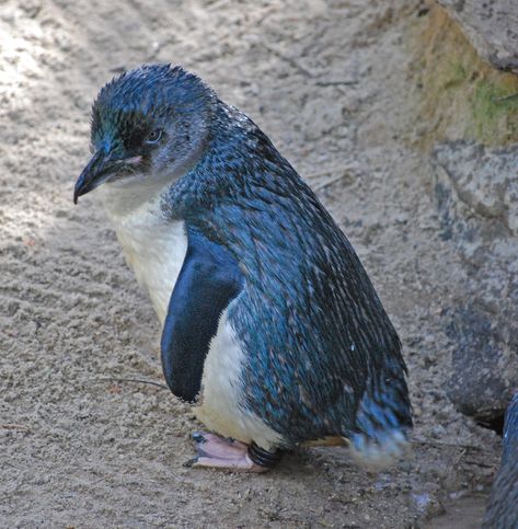 ** Fairy Penguin or Little Blue Penguin - The smallest of the penguins, this petite species grows to about 13" in height. Fairy Penguin, Little Blue Penguin, Penguin Pictures, Penguin Species, Blue Penguin, The Penguins, Flightless Bird, White Bird, River Cruises