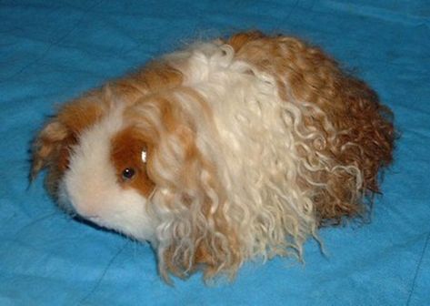 Guinea Pig Guide: Introduction to the Breeds Guinea Pig Breeding, Guinea Pig Bedding, Mcr Memes, Ray Toro, Emo Memes, Cute Guinea Pigs, Pet Pigs, Robert Plant, My Chemical