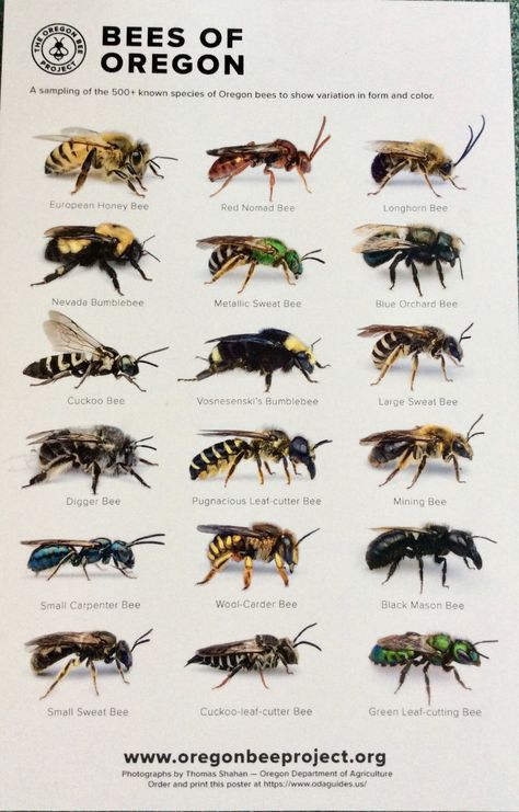 Different Types Of Bees, Honey Bees Keeping, Pig Breeds, Types Of Bees, Bees And Wasps, Bee Farm, Creature Artwork, Bee Garden, Ann Marie