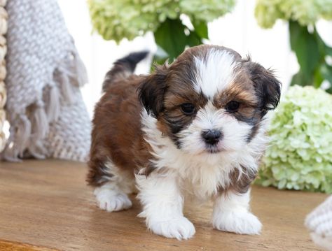 Shichon, Zuchon or Teddybear Puppies for Sale - TimberCreek Puppies Morkie Puppies For Sale, Shichon Puppies, Teddy Bear Puppies, Morkie Puppies, Cute Fluffy Dogs, Cute Teacup Puppies, Cute Dog Wallpaper, Westie Puppies