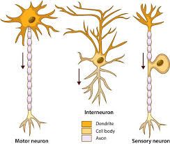 Sensory Neuron Diagram, Sensory Neuron, Neuron Structure And Function, Neuron Diagram, Nerve Structure, Neuron Model, Neuron Structure, Types Of Neurons, Nervous System Anatomy