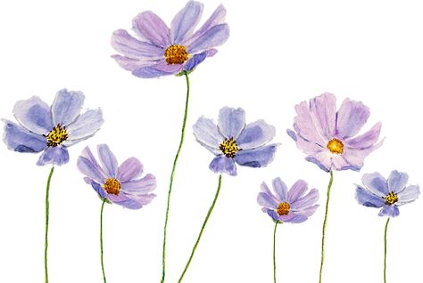 purple cosmos#flowerticker #flowerart #watercolorflower Capa Face, Painting Clothing, Purple Cosmos, Watercolour Nature, Watercolor Nature, Light Purple Flowers, Lemon Painting, Cosmos Flowers, Watercolor Stickers