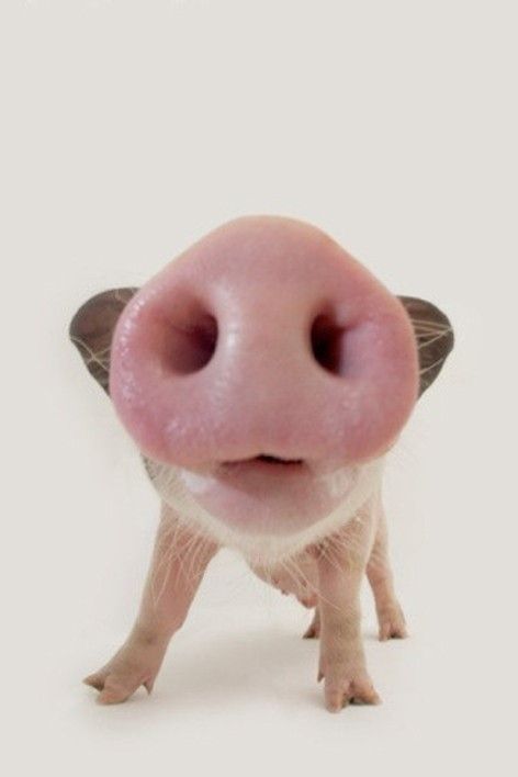 Adorable Pig snout #pigs Animal Noses, Teacup Pigs, Cute Piglets, Mini Pigs, Cute Piggies, Pet Pigs, Baby Pigs, Cute Pigs