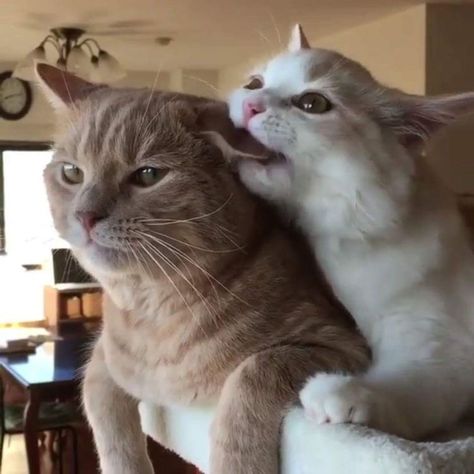 Cat Couple, Cat Cuddle, Söt Katt, Cute Cats Photos, Two Cats, Silly Animals, Cat Aesthetic, Silly Cats, Pretty Cats