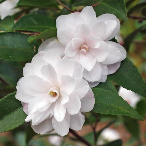 Fragrant and vigorous, Camellia 'Cinnamon Cindy' features very pretty clusters of small, peony-form, white flowers, 2 in. wide (5 cm), with tinges of pink on their regular petals. Their center is graced by 22 pure white petaloids (small petals) and the odd stamen. The exquisite flowers are borne in profusion over a fairly long period extending from early to late season.