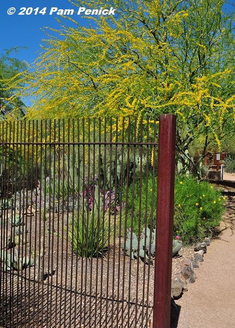 Visit to Desert Botanical Garden and Chihuly Exhibit: Cactus and Succulent Galleries | Digging Rebar Fencing Ideas, Rebar Gates, Rebar Fencing, Rebar Fence, Deer Fencing, Wooden Fence Gate, Construction Fence, Fence Plants, Deer Fence