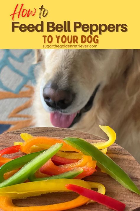 Bell Pepper Dog Treats, Can Dogs Eat Oranges, Stuffed Peppers Healthy, Easy Dog Treat Recipes, Diy Dog Food, Dog Bell, Vitamins For Energy, Sweet Bell Peppers, Dog Enrichment