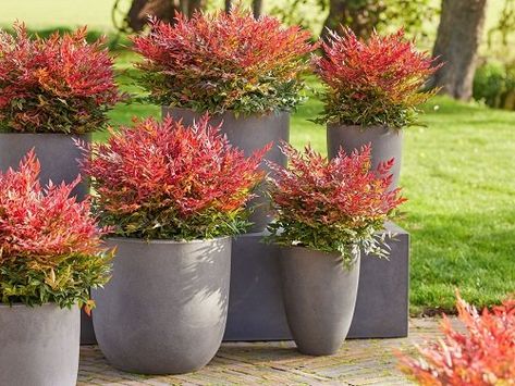 15 Beautiful Types of Nandina Varieties | Balcony Garden Web Nandina Landscaping Front Yards, Flirt Nandina Landscaping, Nandina Shrub, Nandina Domestica Obsessed, Nandina Plant, Lemon Lime Nandina, Nandina Domestica 'fire Power', Types Of Hydrangeas, Plant Zones