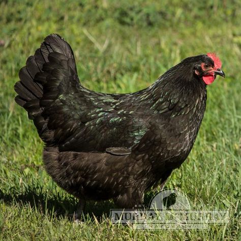 Murray McMurray Hatchery - Black Australorps Americauna Chickens, Rhode Island Red Rooster, Breed Chickens, Breeds Of Chickens, Australorp Chicken, Black Australorp, Best Laying Chickens, Raising Pigs, Brown Egg