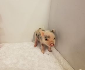 Teacup Pigs For Sale, Mini Piglets, Micro Pig, Baby Piglets, Micro Pigs, Teacup Pigs, Baby Pig, Cute Piglets