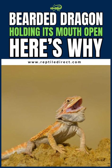 A bearded dragon, with a light orange and beige color, is shown sitting on sandy ground with its mouth open. The top portion of the image includes large bold white text reading "Bearded Dragon Holding Its Mouth Open" with green and white text below saying "Here’s Why." Reptile Care, Bearded Dragon Care, Pet Lizards, Bearded Dragon, Lizards, The Common, A Sign, Do It, Hold On