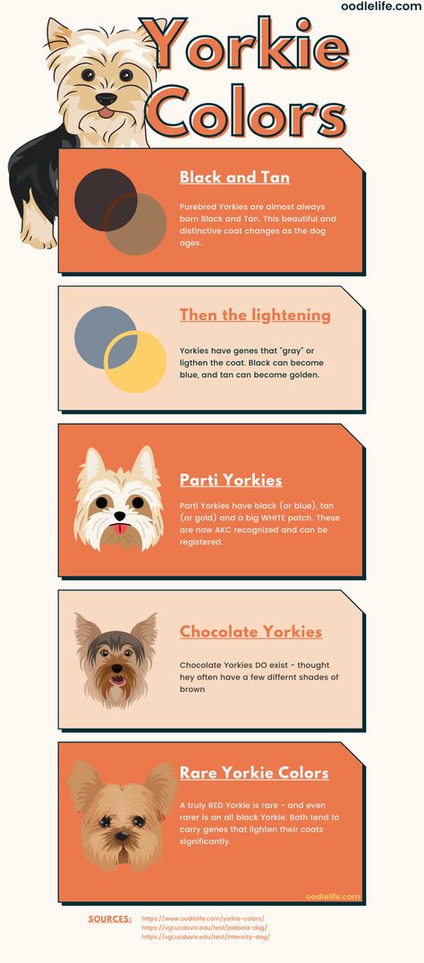 There are quite a few color variations for Yorkshire Terriers – with four being recognized by the AKC (and quite a few commonly seen around today). Our infographic explains the coat colors and how the Yorkie puppy coat lightens with age. Yorkie Terrier Haircuts Female, Yorkie Poo Puppies, Low Shedding Dogs, Dog Infographic, Puppy Coats, Yorkie Mix, Yorkie Terrier, Dog Ages, Yorkie Poo