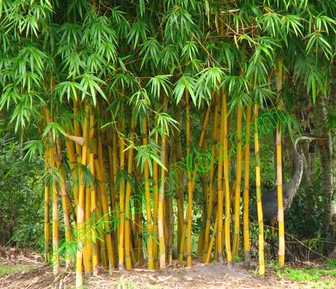 Non-invasive varieties are Perfect for privacy
I love mine!!! Golden Goddess Bamboo, Bamboo Plant Care, Bamboo Planters, Bamboo Hedge, Bamboo Landscape, Bamboo Wallpaper, Bamboo Diy, Bamboo Privacy, Bamboo Trees