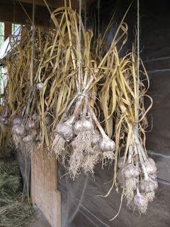 We are growing garlic. I'm excited to harvest them! //Growing Garlic – Part 3 Harvesting Garlic Hanging Garlic, Drying Garlic, Curing Garlic, Garlic Farm, Grow Garlic, Harvesting Garlic, Planting Potatoes, Plant Tips, Growing Garlic