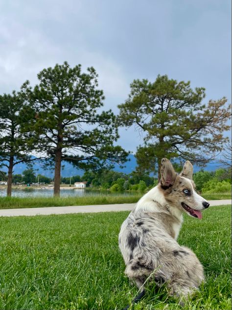 corgi puppy , mountains, colorado, blue merle corgi, nature Blue Merle Corgi, Merle Corgi, Corgi Puppy, Blue Merle, Animals Friends, Cute Dogs, Puppies, Dogs, Blue