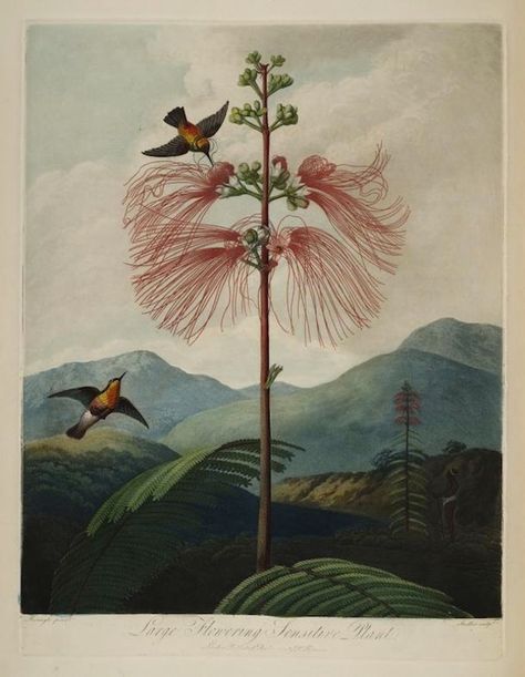 Plates from Robert Thornton's Temple of Flora (1807) – The Public Domain Review Sensitive Plant, Illustration Kunst, John Thornton, Illustration Botanique, Hur Man Målar, Art Et Illustration, A4 Poster, Arte Animal, Art And Illustration