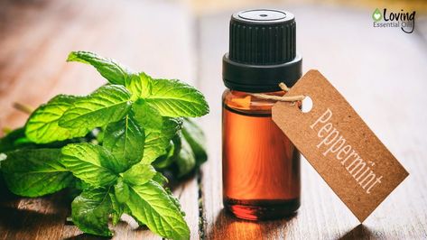 Peppermint Air Freshener - 5 Minty Essential Oil Recipes Thinning Eyebrows, Regrow Eyebrows, Peppermint Oil Uses, Peppermint Oil Benefits, Oregano Oil Benefits, Peppermint Plants, Oregano Essential Oil, Oregano Oil, Toenail Fungus