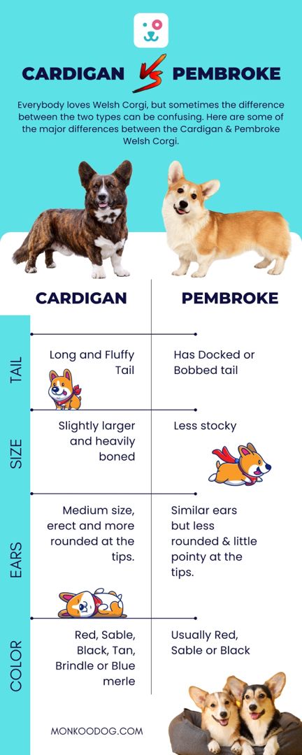 Do you know the difference between cardigan and pembroke which can be misspelled as it somewhat looks alike! Here are some differences that you must know Follow Monkoodog for more posts like this!! To know more about the breed follow the link given below!! #themonkoodog #lifestyle #pets#petlovers #petparent #post #life #petindustry #awareness #like #share #love #information #facts #pembroke Dog Mange, Corgi Dog Breed, Corgi Breeds, Working Cocker, Dog Grooming Tips, Famous Dogs, Dog Information, Cardigan Welsh Corgi, Dog Nutrition