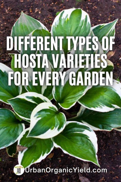 Plantain Lily Hosta, Types Of Hostas Perennials, Types Of Hosta Plants, How To Care For Hostas, Different Types Of Hostas, Hostas Varieties, Fertilizer For Hostas, Hostas Landscaping Front Yards, What To Plant With Hostas