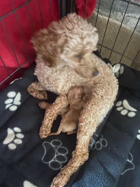 Dogs & Puppies, Rehome Buy and Sell | Preloved Toy Poodle Puppy, Unusual Animals, Poodle Puppy, Toy Poodle, Animal Crafts, Forever Home, Dogs Puppies, Classified Ads, An Animal