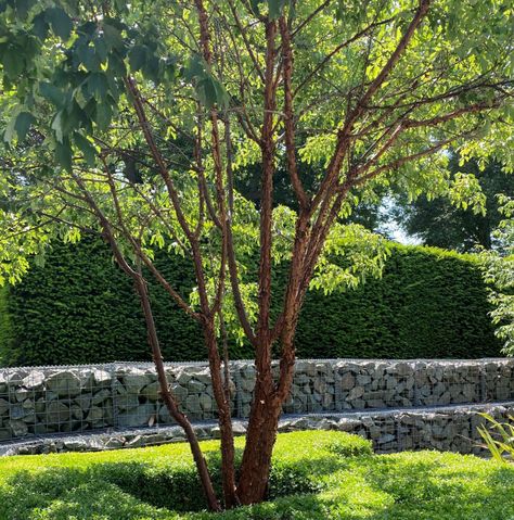 Urban Foraging, Rhs Chelsea Flower Show, Creative Landscape, Big Plants, Evergreen Trees, Chelsea Flower, Chelsea Flower Show, Garden Features, House Garden