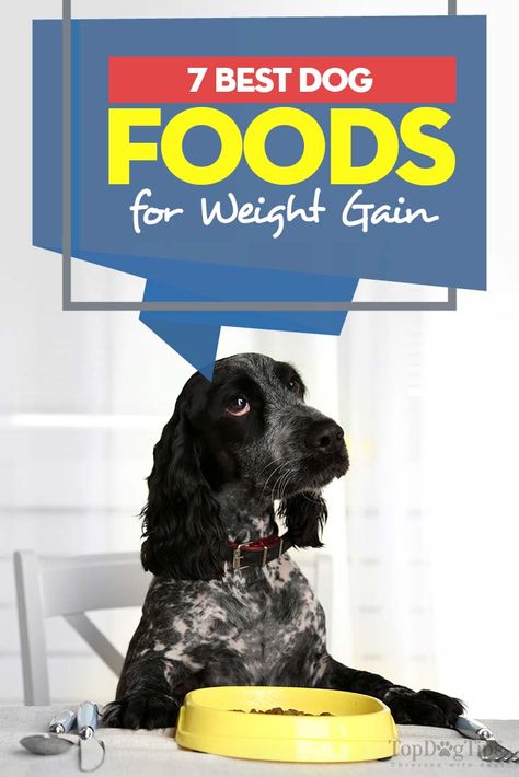 Weight Gain For Dogs, What To Feed Dogs, Foods For Weight Gain, Senior Dog Food Recipes, Weight Gain Supplements, Weight Gain Meals, Weight Gainer, Dog Foods, Dog Weight