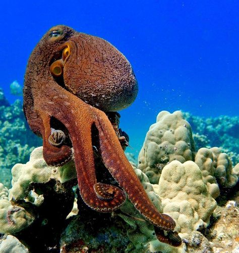 Haircut Octopus, Aesthetic Seafood, Day Octopus, Drawing Octopus, Tattoos Fish, Octopus Photography, Painting Octopus, Fishing Aesthetic, Octopus Facts