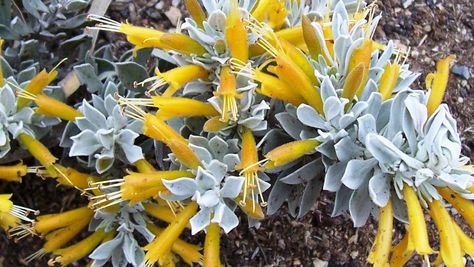 Contrasting groundcover: Eremophila “kalbarri carpet” is a dense groundcover that will cover an area of at least a square metre. Leaves are leaves are soft and silver-grey. Kalbarri Carpet, Australia Plants, Verge Garden, Flowers In Winter, Native Gardens, Australian Natives, Australian Native Garden, North Melbourne, Ground Covers