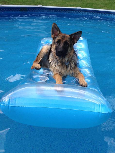 German shepherd on its pool float Coban, Loyal Dogs, Funny Dog Memes, German Shepherd Puppies, Dog Memes, German Shepherd Dogs, Shepherd Dog, Beautiful Dogs, Mans Best Friend