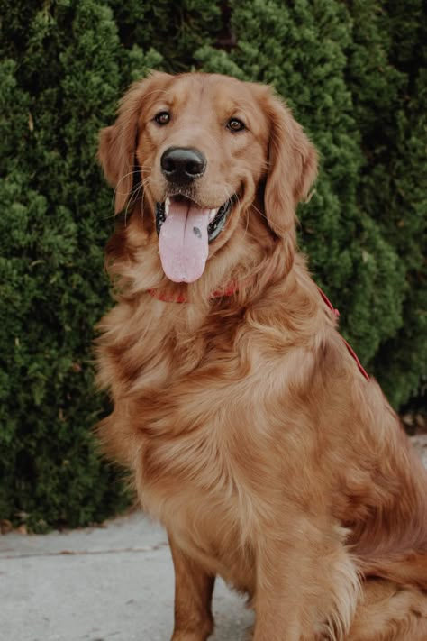 Field Golden Retriever, Golden Retriever Short Hair, Golden Retriever Photoshoot, Golden Retriever Adventure, Red Golden Retriever Puppy, Dark Golden Retriever, Red Retriever, Golden Retriever Smile, Golden Retriever Photography