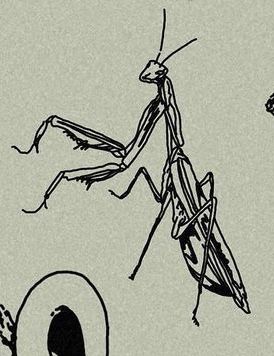 Preying Mantis Traditional Tattoo, Small Praying Mantis Tattoo, Praymantis Tattoos, Praying Mantis Tattoo Simple, Grasshopper Tattoo, Goblin Tattoo, Praying Mantis Tattoo, Mantis Tattoo, Tattoo Board