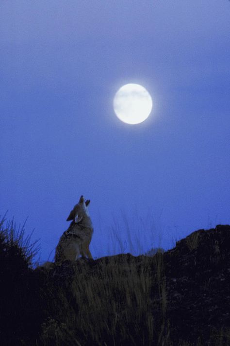 Wolf Howling At Moon Photograph Cute Wolves, Fox And Wolf, Images To Paint, Dark Blue Aesthetic, Wolf Logo, Animal Poses, Wildlife Wall Art, Howling At The Moon, Magnolia Parks