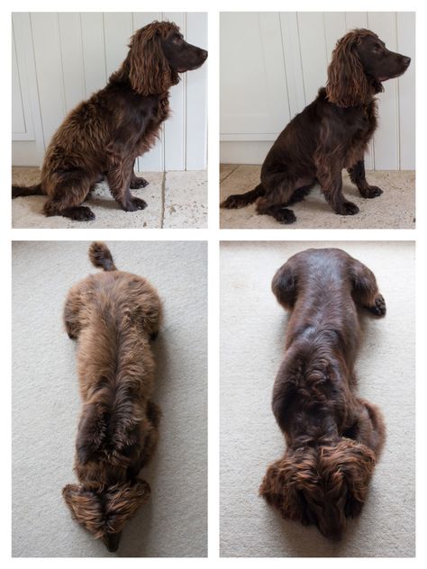 How to groom a Spaniel How To Groom A Cocker Spaniel, Cocker Spaniel Grooming Styles, Dog Necessities, Cocker Spaniel Grooming, Working Spaniel, Paw Crochet, Working Cocker Spaniel, Grooming Business, Boykin Spaniel