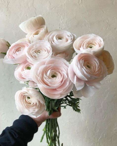 @botanystudio shared a photo on Instagram: “Nothing is better than a big handful of ranunculus” • Jun 21, 2020 at 12:37pm UTC Blush Pink Ranunculus, Blush Ranunculus Bouquet, Hanoi Ranunculus, Light Pink Ranunculus, Peonies Wedding Decoration, Blush Ranunculus, Pale Pink Peonies, Blush Peony, Ranunculus Bouquet