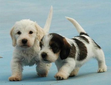 Petit Basset Griffon Vendéen puppies Basset Griffon Vendeen, Basset Griffon, Petit Basset Griffon Vendeen, Dog Breeds List, Cute Small Animals, Pet Blog, Basset Hounds, Hound Dog, Beautiful Dogs