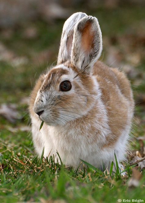 Snowshoe Hare, Rabbit Sculpture, Winter Forest, Quebec Canada, Snow Shoes, Amazing Nature, Character Inspiration, Sculpture, Canvas